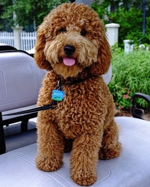 golden doodle bear